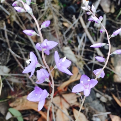 Veronica perfoliata (Digger's Speedwell) at ANBG South Annex - 11 Apr 2020 by RWPurdie