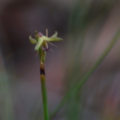 Corunastylis sp. (A Midge Orchid) at Lower Boro, NSW - 13 Apr 2020 by mcleana