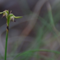 Corunastylis sp. at Lower Boro, NSW - 13 Apr 2020