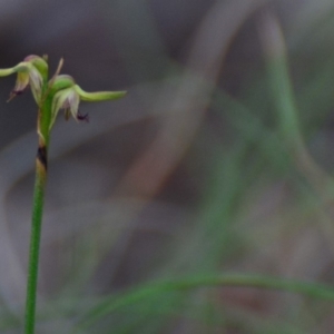 Corunastylis sp. at Lower Boro, NSW - 13 Apr 2020