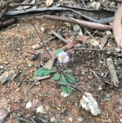 Lagenophora stipitata (Common Lagenophora) at Lower Boro, NSW - 13 Apr 2020 by mcleana