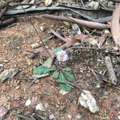 Lagenophora stipitata (Common Lagenophora) at Lower Boro, NSW - 13 Apr 2020 by mcleana