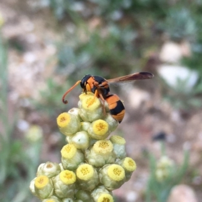 Eumeninae (subfamily) (Unidentified Potter wasp) at Lower Boro, NSW - 13 Apr 2020 by mcleana