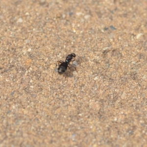 Iridomyrmex purpureus at Wamboin, NSW - 21 Jan 2020 10:20 AM