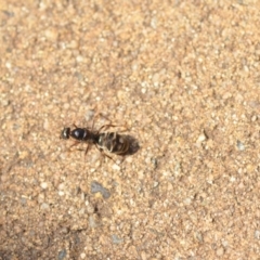 Iridomyrmex purpureus at Wamboin, NSW - 21 Jan 2020 10:20 AM