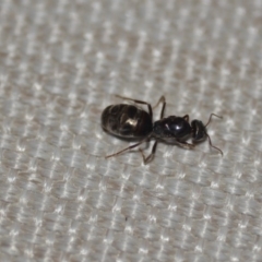 Iridomyrmex purpureus at Wamboin, NSW - 21 Jan 2020