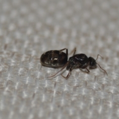 Iridomyrmex purpureus at Wamboin, NSW - 21 Jan 2020 10:20 AM