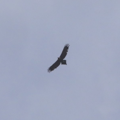 Aquila audax (Wedge-tailed Eagle) at Hawker, ACT - 7 Apr 2020 by AlisonMilton