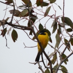 Pachycephala pectoralis (Golden Whistler) at Deakin, ACT - 14 Apr 2020 by Ct1000