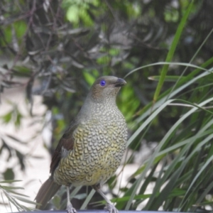 Ptilonorhynchus violaceus at Kambah, ACT - 8 Apr 2020