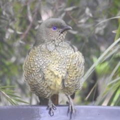 Ptilonorhynchus violaceus at Kambah, ACT - 8 Apr 2020