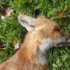 Vulpes vulpes (Red Fox) at Red Hill Nature Reserve - 14 Apr 2020 by JackyF