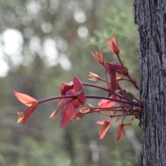 Eucalyptus dives (Broad-leaved Peppermint) at Hughes, ACT - 14 Apr 2020 by JackyF