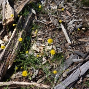 Calotis lappulacea at Hughes, ACT - 14 Apr 2020