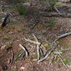 Calotis lappulacea at Hughes, ACT - 14 Apr 2020