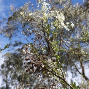 Bursaria spinosa at Hughes, ACT - 14 Apr 2020