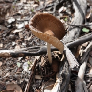 Oudemansiella gigaspora group at Deakin, ACT - 14 Apr 2020 11:42 AM