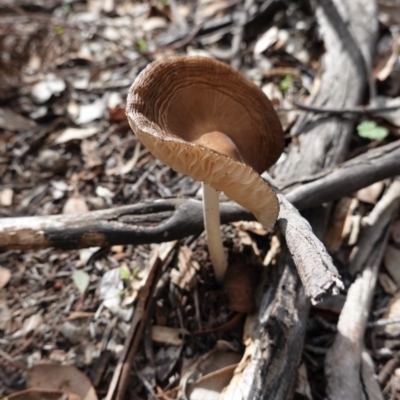 Oudemansiella gigaspora group (Rooting Shank) at Deakin, ACT - 14 Apr 2020 by JackyF