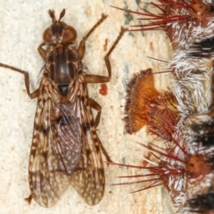 Cardiacera sp. (genus) (Scarab Fly) at West Belconnen Pond - 14 Jan 2013 by Bron