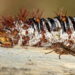 Cardiacera sp. (genus) at Dunlop, ACT - 15 Jan 2013