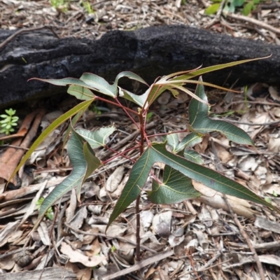 Brachychiton populneus subsp. populneus (Kurrajong) at Deakin, ACT - 14 Apr 2020 by JackyF