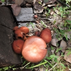 Tubaria rufofulva (Burgundy Wood Tubaria) at Deakin, ACT - 14 Apr 2020 by JackyF