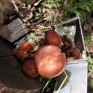 Tubaria rufofulva at Deakin, ACT - 14 Apr 2020