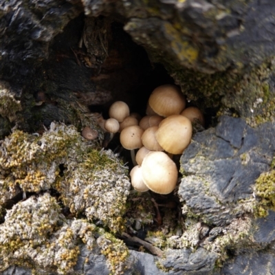 Mycena sp. (Mycena) at Deakin, ACT - 14 Apr 2020 by JackyF