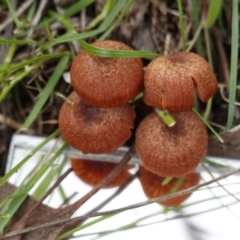 Unidentified Fungus at Deakin, ACT - 14 Apr 2020 by JackyF