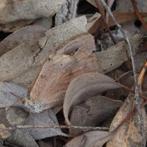 Heteronympha merope at Deakin, ACT - 14 Apr 2020