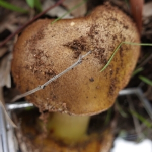 zz bolete at Deakin, ACT - 14 Apr 2020