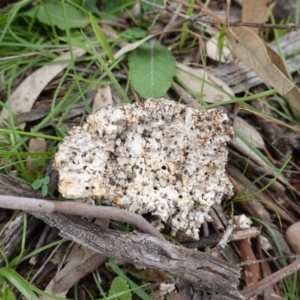 Laetiporus portentosus at Deakin, ACT - 14 Apr 2020