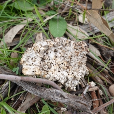 Laetiporus portentosus (White Punk) at Deakin, ACT - 14 Apr 2020 by JackyF