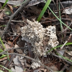 Laetiporus portentosus at Deakin, ACT - 14 Apr 2020