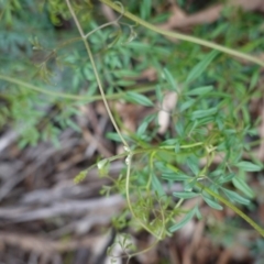 Clematis leptophylla (Small-leaf Clematis, Old Man's Beard) at Deakin, ACT - 14 Apr 2020 by JackyF