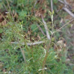 Clematis leptophylla at Deakin, ACT - 14 Apr 2020