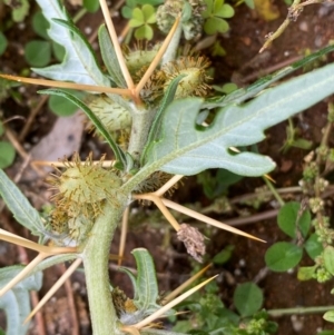 Xanthium spinosum at Hughes, ACT - 13 Apr 2020 03:06 PM