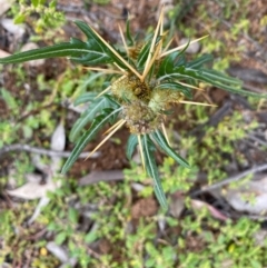 Xanthium spinosum at Hughes, ACT - 13 Apr 2020 03:06 PM