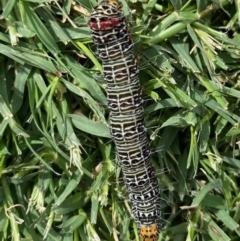 Phalaenoides glycinae (Grapevine Moth) at Hughes, ACT - 13 Apr 2020 by LisaH