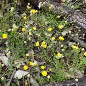 Calotis lappulacea at Deakin, ACT - 14 Apr 2020