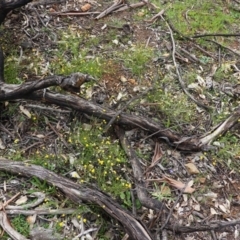 Calotis lappulacea at Deakin, ACT - 14 Apr 2020