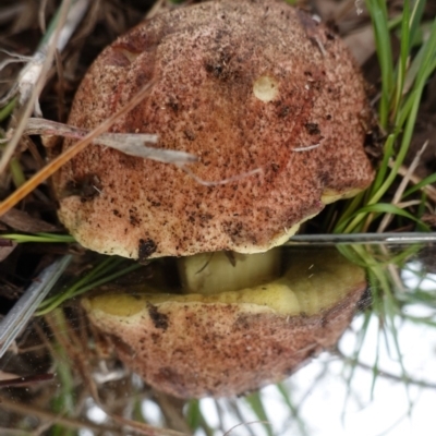 zz bolete at Deakin, ACT - 14 Apr 2020 by JackyF