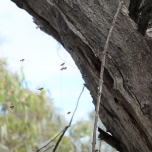 Apis mellifera at Deakin, ACT - 14 Apr 2020