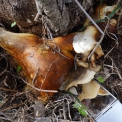 Unidentified Fungus at Deakin, ACT - 14 Apr 2020 by JackyF