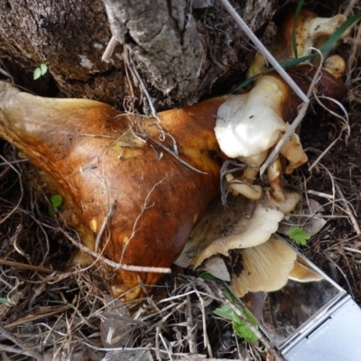 Unidentified Fungus at Deakin, ACT - 14 Apr 2020 by JackyF