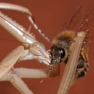 Tenodera australasiae at Evatt, ACT - 25 Jan 2015