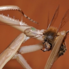 Tenodera australasiae at Evatt, ACT - 25 Jan 2015