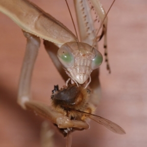 Tenodera australasiae at Evatt, ACT - 25 Jan 2015