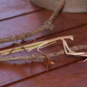 Tenodera australasiae at Evatt, ACT - 25 Jan 2015