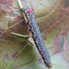 Phalaenoides glycinae (Grapevine Moth) at Conder, ACT - 23 Apr 2014 by michaelb